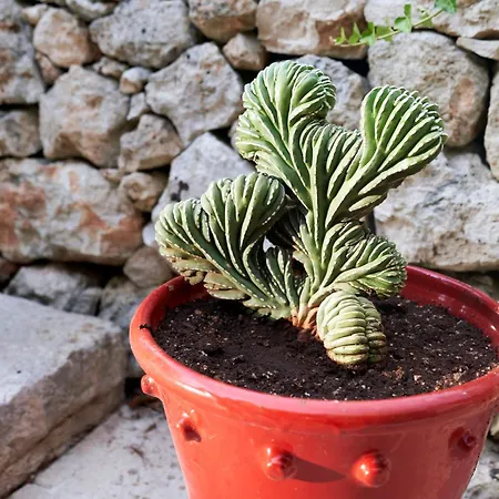 Vila Elegant Modern In Olive Grove Surano