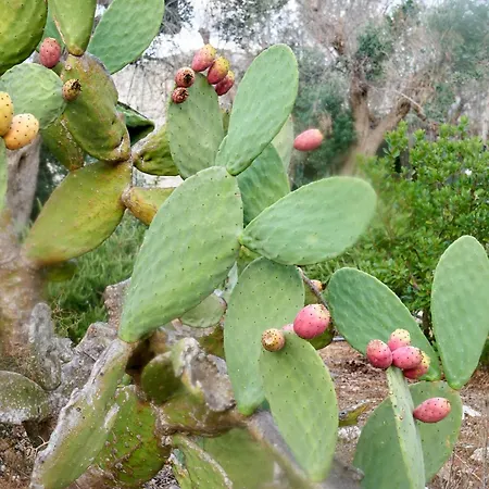 Vila Elegant Modern In Olive Grove *