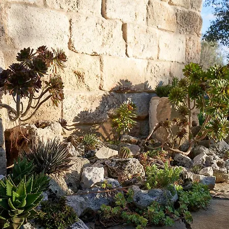 Elegant Modern In Olive Grove